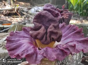 Bunga bangkai suweg di kampung kebon Kecamatan Tamansari