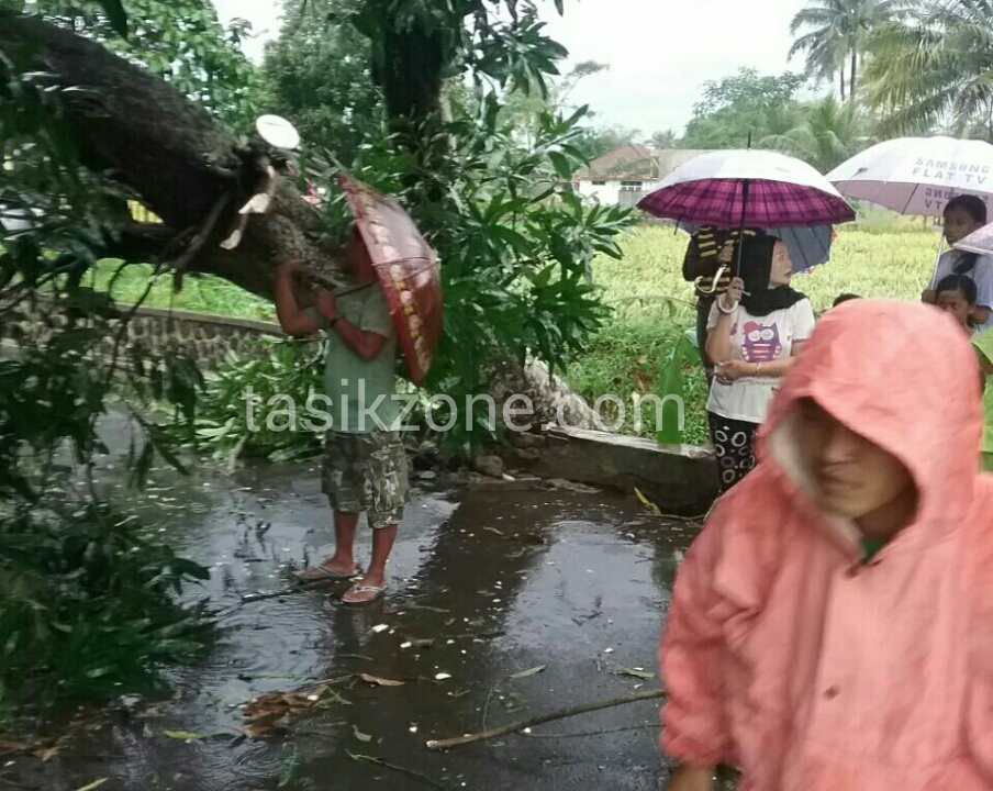 Angin Puting Beliung Di Purbaratu, Pohon Tumbang