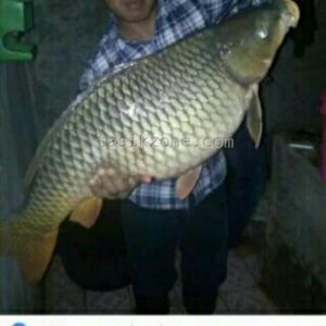 Ikan Mas Fenomenal Berat 13 Kg Tasikmalaya