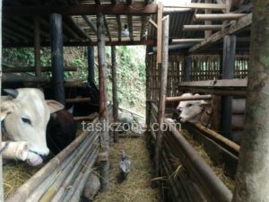 Sapi Qurban Dan Aqiqah yang ada di Tasikmalaya