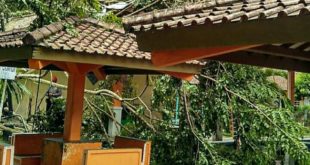 Siklon Tropis Dahlia Buat Pohon Tumbang Di Galunggung