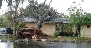 Akibat Hujan Dan Angin Kencang, Pohon Tumbang Timpa Kantor BPP Indihiang