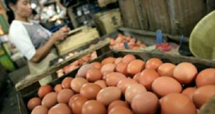 Harga Telur Terus Naik, Pemkot Rencanakan Operasi Pasar