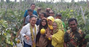 Panen Perdana Varietas Melon Hibrida Unggulan Mekarsari