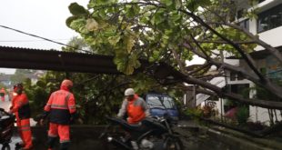 Hujan Lebat, Di Balaikota Pohon Tumbang Timpa Mobil