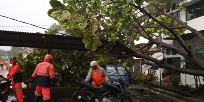 Hujan Lebat, Di Balaikota Pohon Tumbang Timpa Mobil