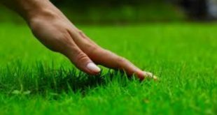 Benarkah Menginjak Rumput Tanpa Etika Akan Celaka