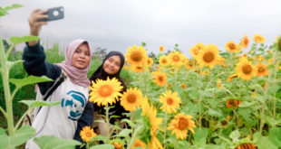 Kebun Bunga Matahari di Tasikmalaya Jadi Spot Baru Yang Instagramable