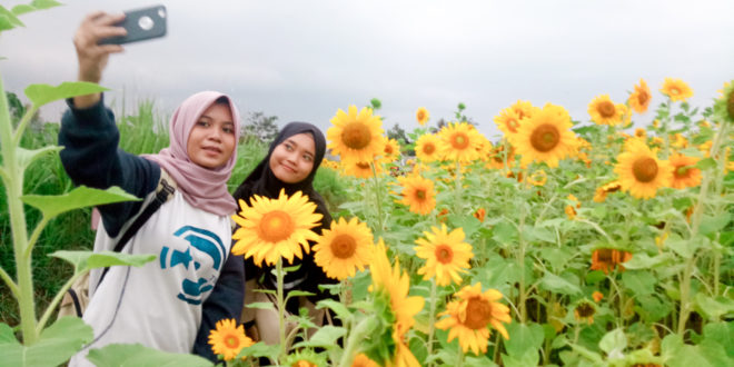 Kebun Bunga Matahari di Tasikmalaya Jadi Spot Baru Yang Instagramable