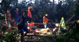Hujan Lebat Disertai Angin Kencang, Pohon Timpa Rumah Di Kampung Gobang