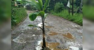 jalan rusak ditanami pohon pisang di kabupaten tasikmalaya