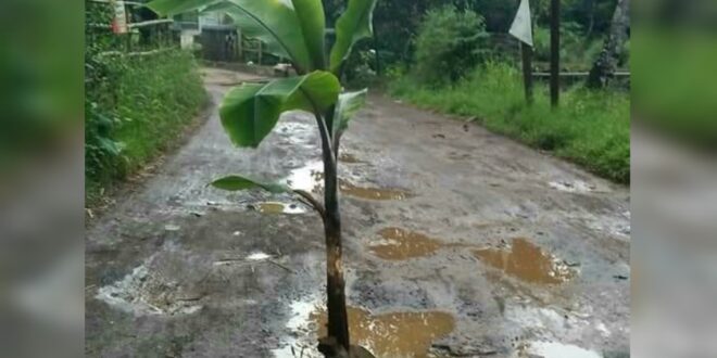 jalan rusak ditanami pohon pisang di kabupaten tasikmalaya