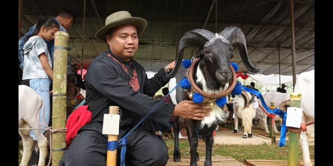 Ratusan Peternak Meriahkan Pesta Patok di Tasikmalaya, Harga Domba Tembus Puluhan Juta