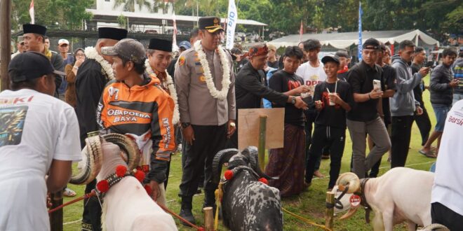 Ratusan Peternak Meriahkan Pesta Patok di Tasikmalaya, Harga Domba Tembus Puluhan Juta